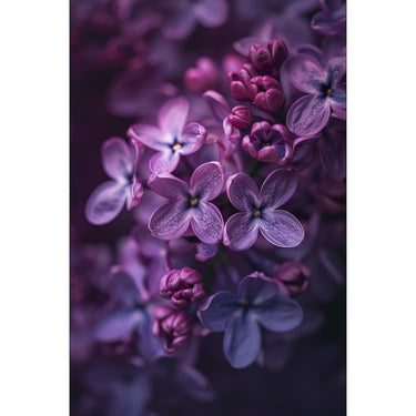 Tableau Avec Lilas